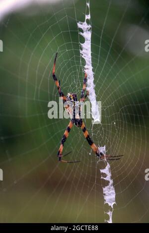 spinne und Netz auf der Insel santo in vanuatu Stockfoto