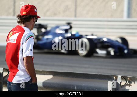 Fernando Alonso (ESP) Ferrari beobachtet den ehemaligen Teamkollegen Felipe Massa (BH) Williams FW36 auf der Rennstrecke. Formel-1-Test, Bahrain-Test zwei, Tag drei, Samstag, 1. Spiel 2014. Sakhir, Bahrain. Stockfoto