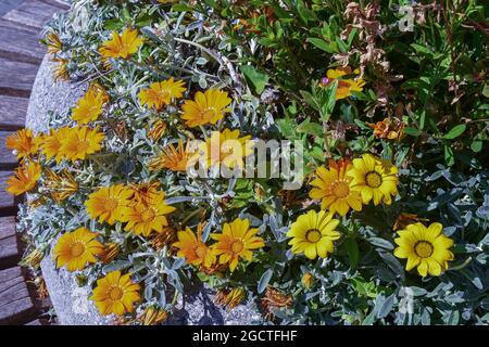 Nahaufnahme einer blühenden Pflanze von Gazania mit Gänseblümchen-ähnlichen zusammengesetzten Blütenköpfen in leuchtenden Gelb- und Orange-Tönen, Genua, Ligurien, Italien Stockfoto