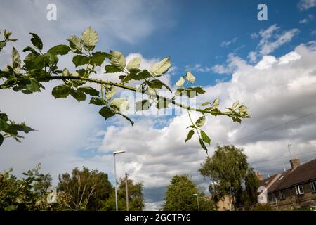 Ein Brombeer-Bramble-Stock erstreckt sich über den Sommerhimmel. Cambridge, Großbritannien Stockfoto