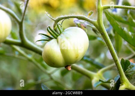 Eine grüne, große Tomate reift in einem Bett in einem Gemüsegarten-Grundstück, Gewächshaus. Unreife, hausgemachte Tomaten auf Ästen zwischen den Blättern. Sommer Stockfoto