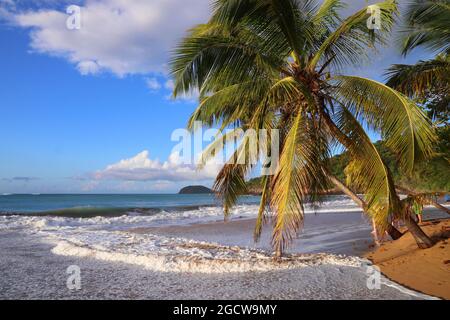 Sandstrand von Guadeloupe. Karibische Urlaubslandschaft. Perle Beach (Plage de la Perle). Basse-Terre. Stockfoto