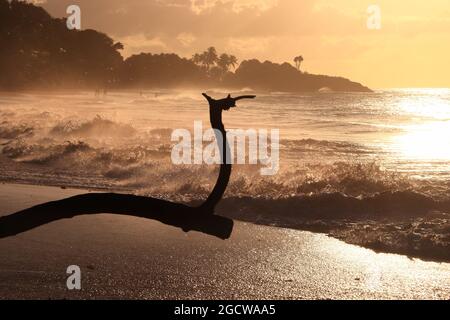 Sandstrand von Guadeloupe. Karibischer Urlaub Sonnenuntergangslandschaft. Perle Beach Driftwood (Plage de la Perle). Stockfoto