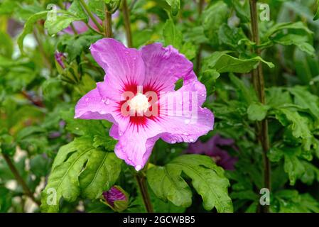 Nahaufnahme einer rosa Hibiskusblüte mit Regentropfen auf den Blütenblättern Stockfoto