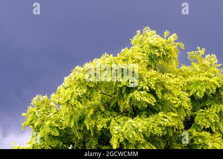 Ein Robinienbaum, falsche Akazie in Vollblatt gegen einen dunkelblau-grauen stürmischen Himmel Stockfoto
