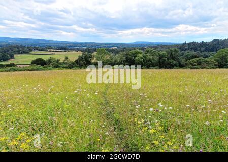 Der Blick von Newlands Corner nach Süden in Richtung Surrey, in der Nähe von Guildford England Stockfoto