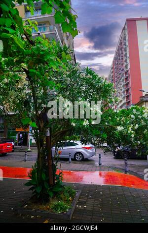 Batumi, Georgia - 30. Juni 2021: Gorgasali Street Stockfoto