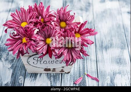 Schöne Komposition mit lila Chrysantheme in Holztopf auf blauem Hintergrund. Raum für Text, Blumen Zeichen Stockfoto