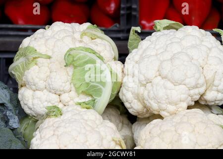 Köpfe aus weißem Blumenkohl Stockfoto