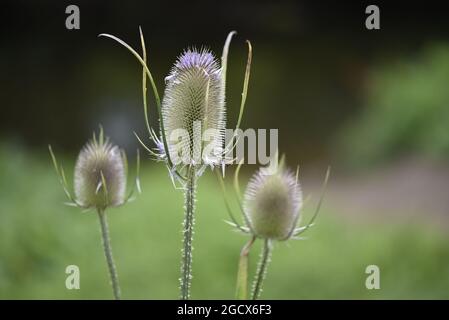 Nahaufnahme des Trios von Common Teasel (Dipsacus fullonum) in einem Naturschutzgebiet in Staffordshire, Großbritannien, im Juli Stockfoto