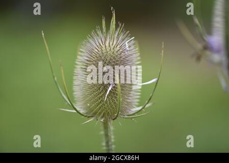 Nahaufnahme eines einfachen Teaselblütenkopfes (Dipsacus fullonum) an einem sonnigen Tag im Juli in England Stockfoto