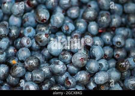 Frische Bio-Heidelbeeren, wild reif, aus nächster Nähe Stockfoto