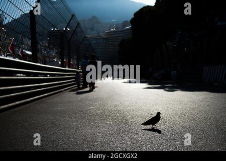 Atmosphäre in Monaco. Großer Preis von Monaco, Mittwoch, 24. Mai 2017. Monte Carlo, Monaco. Stockfoto