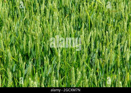 Feld der Gerstenernte, die auf einem landwirtschaftlichen Betrieb wächst. Stockfoto