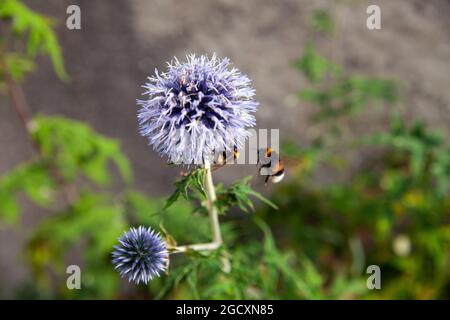 Echinops Bannaticus 'Taplow Blue'. Globe Distel Blume. Stockfoto