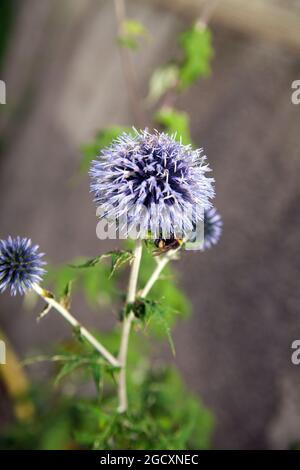 Echinops Bannaticus 'Taplow Blue'. Globe Distel Blume. Stockfoto