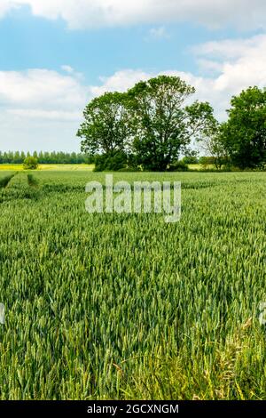 Feld der Gerstenernte, die auf einem landwirtschaftlichen Betrieb wächst. Stockfoto