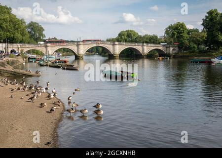 River Thames and Richmond Bridge, Richmond, Surrey, England, Vereinigtes Königreich, Europa Stockfoto