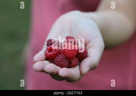 Himbeeren in der Hand aus nächster Nähe Stockfoto