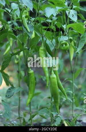 Grüne Chilischoten im Garten Stockfoto