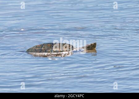 Die spanische Teichschildkröte (Mauremys leprosa), auch bekannt als mediterrane Teichschildkröte oder mediterrane Schildkröte, ist eine Schildkrötenart in der Familie Stockfoto