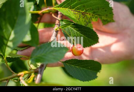 23. Juli 2021, Bayern, Hausen: Gelernter Steinmetz Adam Zentgraf untersucht eine Sauerkirschenart entlang des Obstgarten-Naturweges. Zentgraf begleitet die Besucher durch den Obstgarten-Lehrpfad in Hausen, der Modellgemeinde des UNESCO-Biosphärenreservats. (Zur dpa-Sommerreihe 'Immaterielles Kulturerbe in Bayern', Korr 'Streuobstwiesen - Vergessene Paradiese?') Foto: Nicolas Armer/dpa Stockfoto