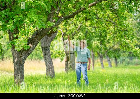 23. Juli 2021, Bayern, Hausen: Gelernter Steinmetz Adam Zentgraf untersucht einen Apfelbaum der Sorte Landsberger Renette. Zentgraf begleitet die Besucher durch den Obstgarten-Lehrpfad in Hausen, der Modellgemeinde des UNESCO-Biosphärenreservats. (Zur dpa-Sommerreihe 'Immaterielles Kulturerbe in Bayern', Korr 'Streuobstwiesen - Vergessene Paradiese?') Foto: Nicolas Armer/dpa Stockfoto