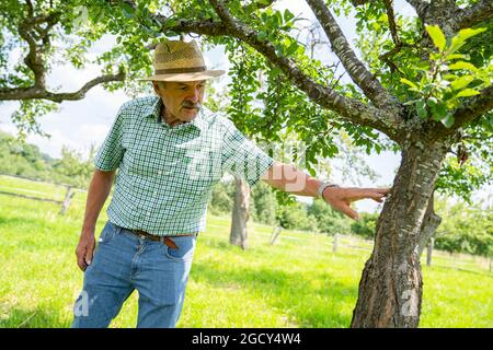 23. Juli 2021, Bayern, Hausen: Gelernter Steinmetz Adam Zentgraf untersucht die Rinde eines Baumes entlang des Obstgarten-Naturweges. Zentgraf begleitet die Besucher durch den Obstgarten-Lehrpfad in Hausen, der Modellgemeinde des UNESCO-Biosphärenreservats. (Zur dpa-Sommerreihe „Immaterielles Kulturerbe in Bayern“, Korr „Orchard Meadows – vergessene Paradises?“) Foto: Nicolas Armer/dpa Stockfoto