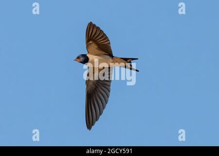 Schwalbe (Hirundo rustica). Es ist die am weitesten verbreitete Schwalbenart der Welt. Es ist ein unverwechselbarer Singvögel mit blauen oberen Teilen und Stockfoto