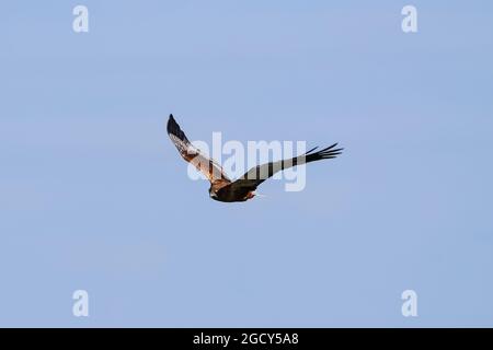 Fotomontage der westlichen Sumpfweihe (Circus aeruginosus) im Flug im Donana Nationalpark, Spanien Stockfoto