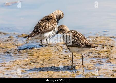 Dunlin (Calidris alpina) füttert in den Feuchtgebieten Stockfoto