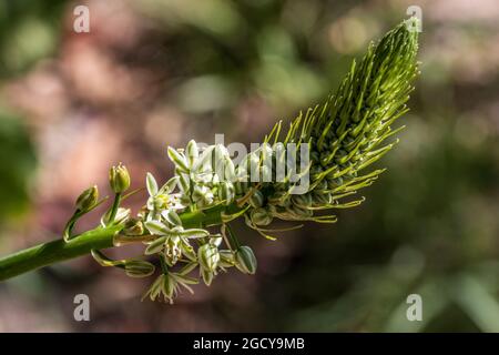 Ornithogalum longebracteatum, Zwiebelpflanze aus dem falschen Meer Stockfoto