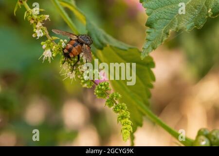 Peleteria rubescens, Tachinidfliege Stockfoto