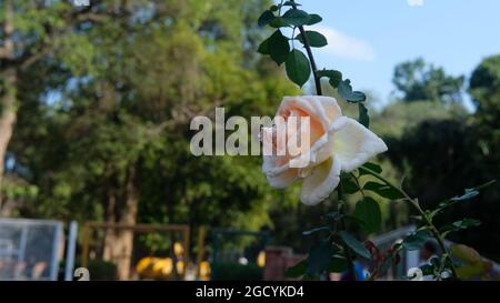 Nahaufnahme der weißen Rose im Garten Stockfoto