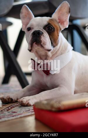 Entzückende französische Bulldogge, eine Rasse von Haushund, trägt eine Fliege, neben eingewickelten Geschenken und Geschenken. Konzept des Haustierhundes und Feiern. Stockfoto