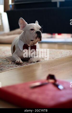 French Bulldog, eine Rasse von Haushund, trägt eine Fliege, während sie auf dem Teppich darauf wartet, dass die Feierlichkeiten beginnen und Geschenke geöffnet werden. Stockfoto