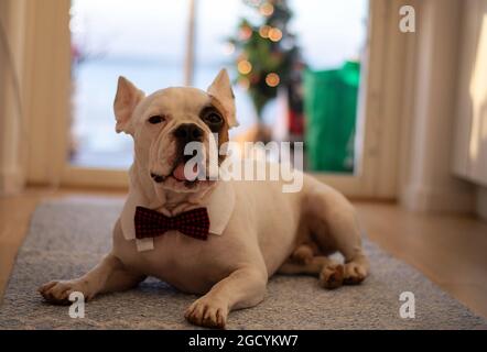 Die französische Bulldogge, eine Rasse von Haushund, auf dem Teppich, trägt eine Fliege, während sie auf den Beginn der Weihnachtsfeiern wartet. Stockfoto