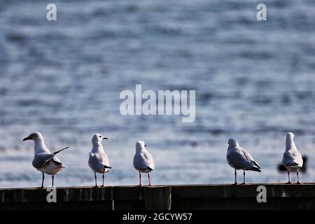 Atmosphäre - Vögel. Großer Preis von Australien, Samstag, 16. März 2019. Albert Park, Melbourne, Australien. Stockfoto