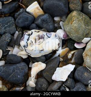 Felsen und Muscheln an der Küste, Paihia, Bay of Islands, Far North District, North Island, Neuseeland Stockfoto