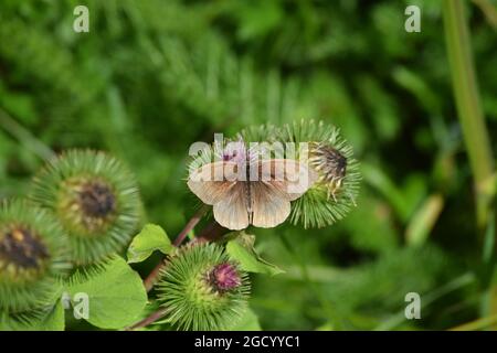 Männliche Wiese braun Schmetterling auf Thistle Stockfoto