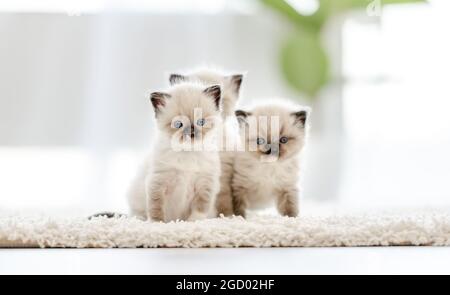 Ragdoll-Katzen im hellen Raum Stockfoto