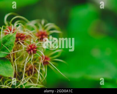 Zarte Samen von Clematis vitalba, Traveller's Joy im Herbst auf grünem Hintergrund. Ein Interessantes Hintergrund- und Naturkonzept für Design mit Kopie s Stockfoto