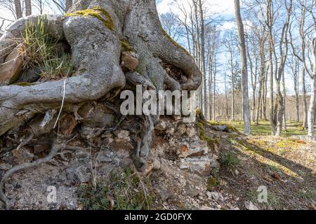 Bodendenkmal Erichsburg Burgen und Schlösser im Harz Stockfoto