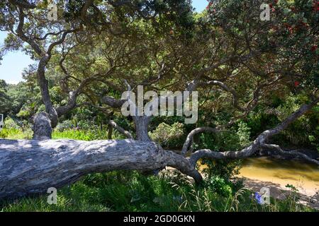 Gefallener Baum im Wald, Langs Beach, Waipu, Bream Bay, Far North District, Nordinsel, Neuseeland Stockfoto