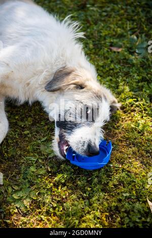 Schäferhund-Welpen auf grünem Gras Stockfoto