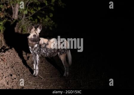 Sambia, Süd-Luangwa. Afrikanisch bemalter Hund (Lycaon pictus). Schwanger weiblich in der Nacht. Stockfoto