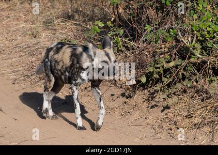 Sambia, Süd-Luangwa. Afrikanisch bemalter Hund (Lycaon pictus). Schwanger. Stockfoto