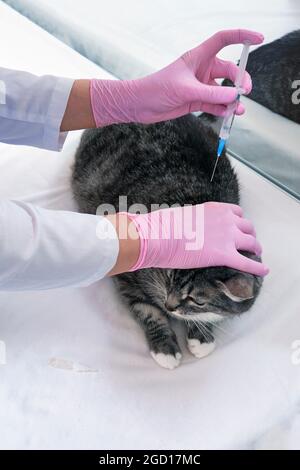Eine Tierärztin verabreicht einer kranken Katze in einem Tierkrankenhaus eine Injektion Stockfoto