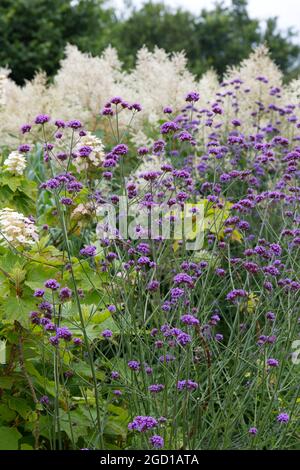 Verbena bonariensis purpetop Vervain Pflanze für Bestäuber Sommergarten Juli uk Stockfoto