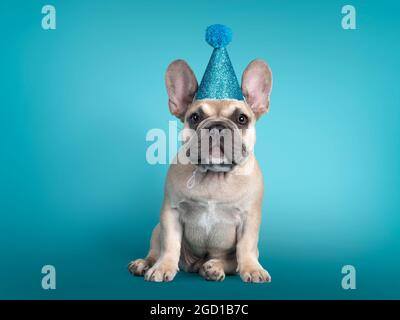 Entzückende Französisch Bulldog Welpen, sitzen nach vorne mit blauem Glitzer Party Hut. Blick auf die Kamera. Isoliert auf türkisfarbenem Hintergrund. Stockfoto